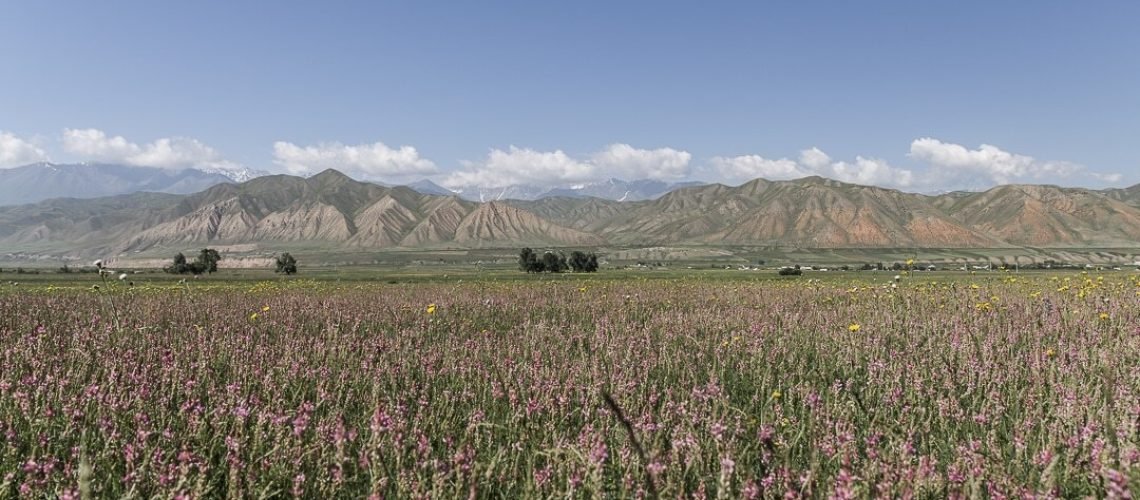 La flore kirghize : un écrin de biodiversité pour le miel blanc